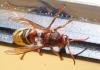 Vespa crabro